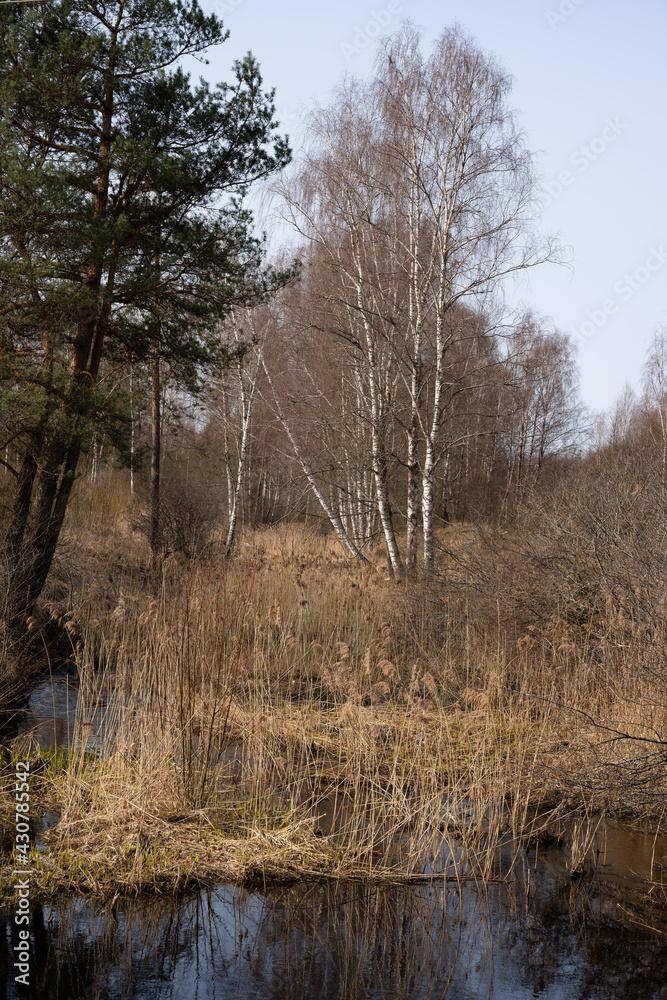 a small pond in the swamp where birches and other trees grow in the spring a small pond in the swamp where birches and other trees grow in the spring