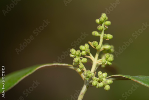 close-up of the bud of an olive blossom on the branch of an olive tree in spring, with delicate leaves, against a green background