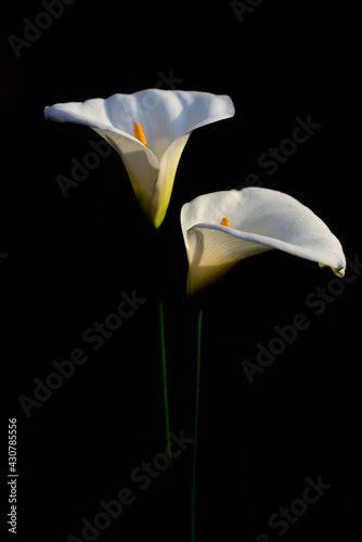 two white flowers of Zantedeschia aethiopica  commonly known as calla lily and arum lily  against a dark background