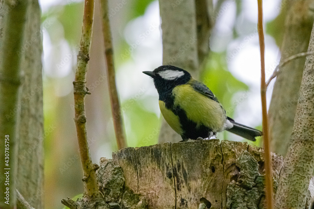Fototapeta premium great tit on a tree
