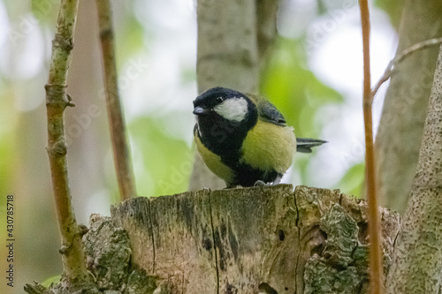 great tit on a tree