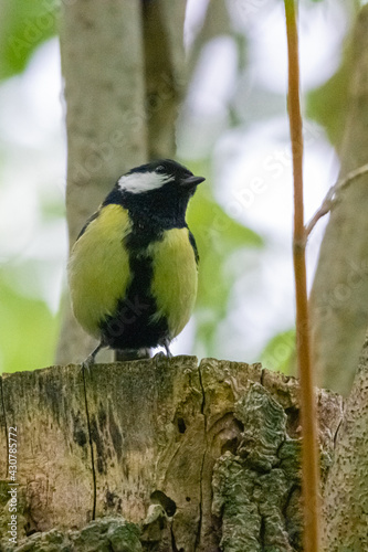 great tit on a tree © philippe paternolli