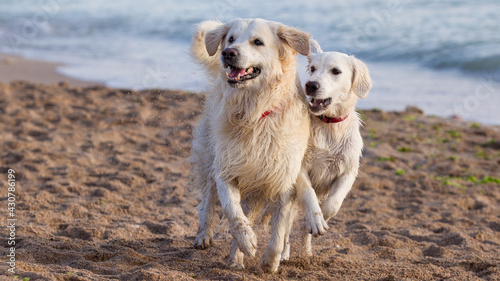 two golden retriever dogs run happily on the beach