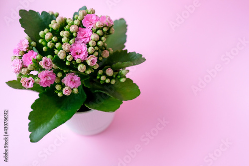 Pink Kalanchoe on a pink background. Plant in the pot