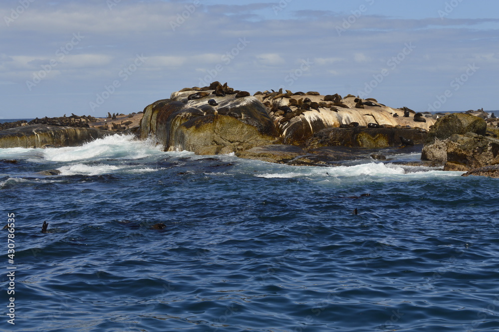 Seals in Duiker Island Seals in Duiker Island