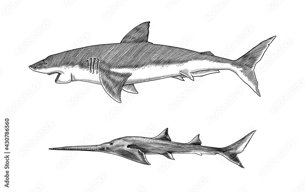 Fototapeta premium Great white shark or mackerel shark and Sixgill sawshark. Marine predatory animal. Sea life. Hand drawn vintage engraved sketch. Vector illustration for web, logo or t-shirt.