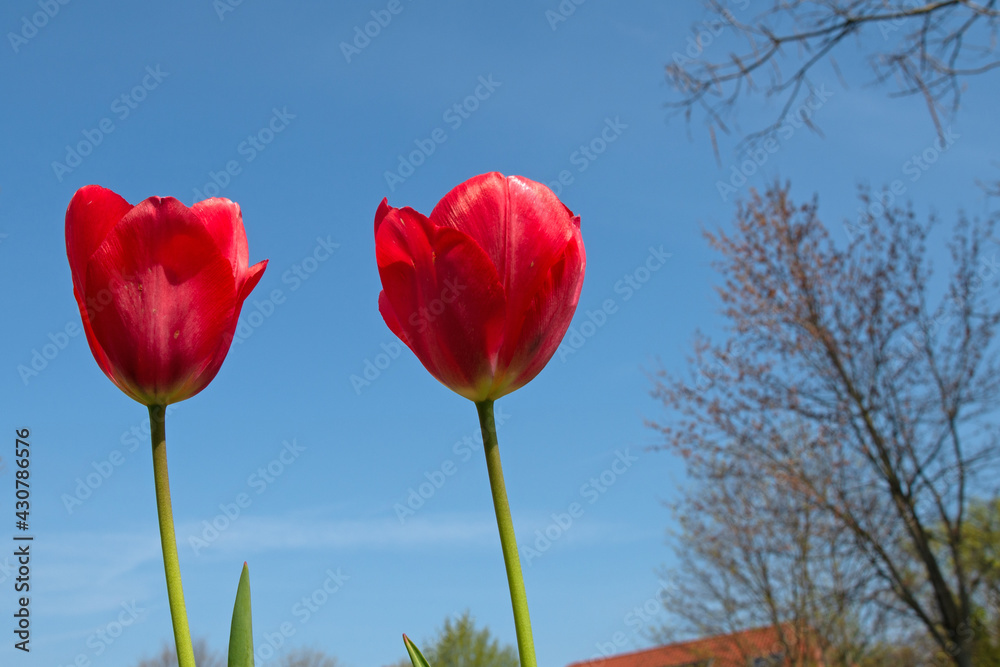 2 rote Tulpen