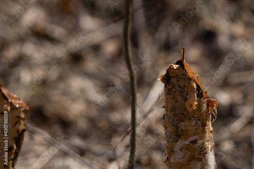 beaver bitten birch trunk tip