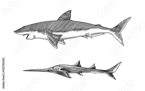 Great white shark or mackerel shark and Sixgill sawshark. Marine predatory animal. Sea life. Hand drawn vintage engraved sketch. Vector illustration for web, logo or t-shirt.