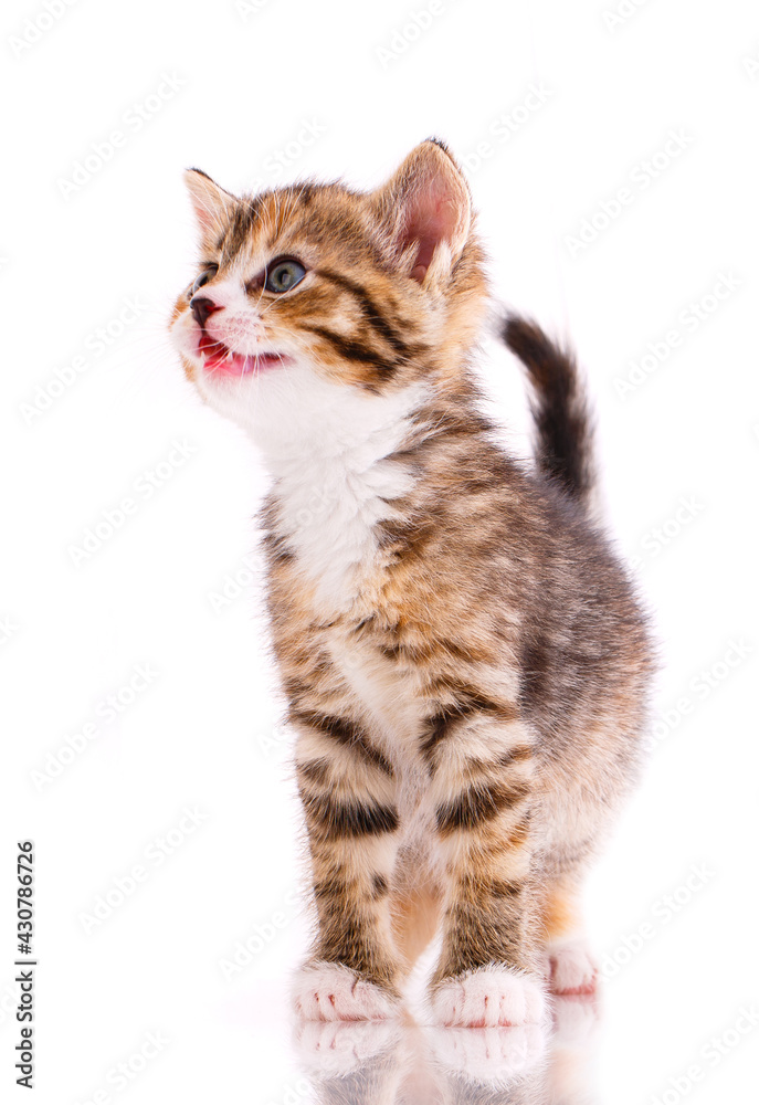 Tricolor cat in front of white background.
