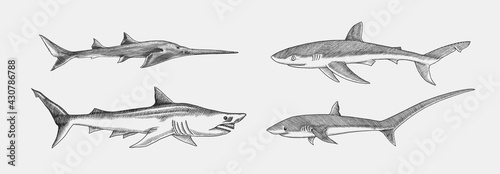 Blue shark and Sixgill sawshark. Sand and Thresher shark. Marine predator animal. Sea life. Hand drawn vintage engraved sketch. Ocean fish. Vector illustration for web, logo or t-shirt.