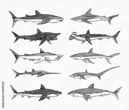 Sharks set.Great white shark, Sixgill sawshark. Basking Sand Tiger Hammerhead Thresher Atlantic Bull Mackerel Whale Blue sharks. Marine fish. Sea life. Hand drawn vintage sketch for logo or t-shirt. photo