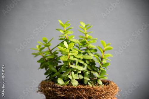 Green plants portulacaria afra in brown pot. photo