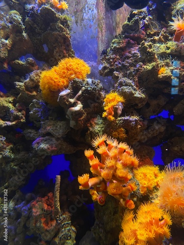 fish swim behind glass in the aquarium