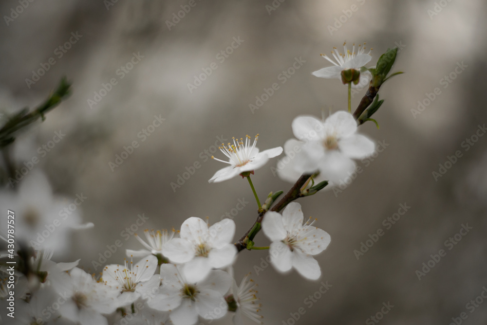 Plum tree with white Spring Blossoms over blurred nature background