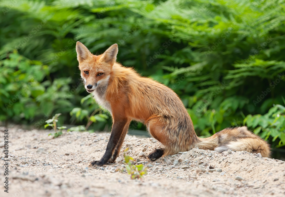 Fototapeta premium Red fox Vulpes vulpes vixen in Algonquin Park, Canada