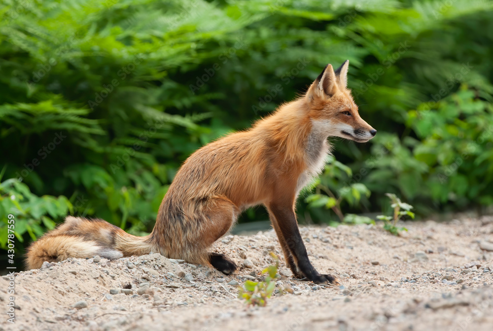 Fototapeta premium Red fox sitting by the roadside in Algonquin Park, Canada