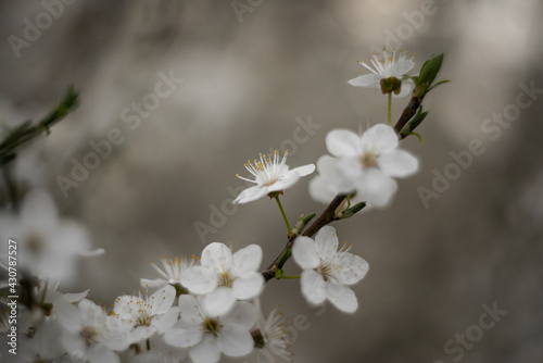 Plum tree with white Spring Blossoms over blurred nature background © Anton Baranovskyi