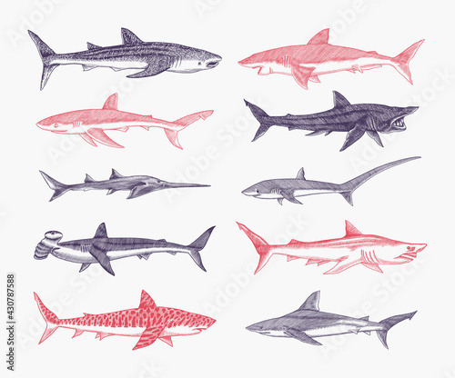 Sharks set.Great white shark, Sixgill sawshark. Basking Sand Tiger Hammerhead Thresher Atlantic Bull Mackerel Whale Blue sharks. Marine fish. Sea life. Hand drawn vintage sketch for logo or t-shirt. photo