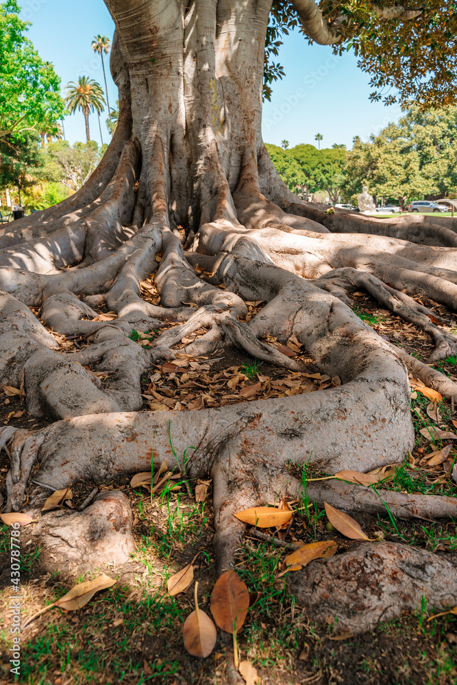 Tree with large roots lying on the ground, California Tree with large roots lying on the ground, California