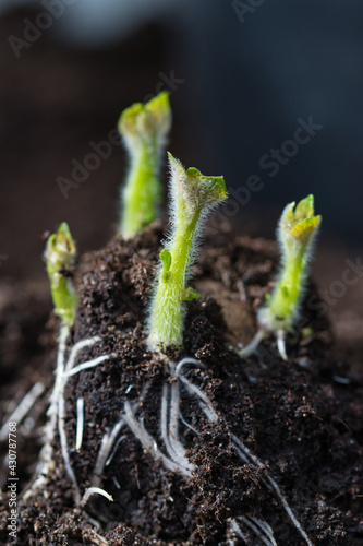 Sprouting potato seedling of early rose heirloom variety, little green shoots with hairy leaves and white roots coming out of seed potato on a brown compost soil, gardening and self sufficency concept