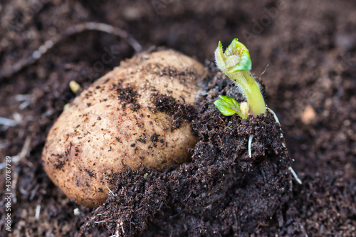 Fotografía Sprouting potato seedling of early rose heirloom variety, little green shoots wi