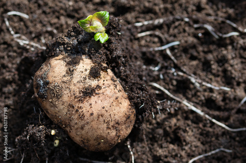 Sprouting potato seedling of early rose heirloom variety, little green shoots with hairy leaves and white roots coming out of seed potato on a brown compost soil, gardening and self sufficency concept photo