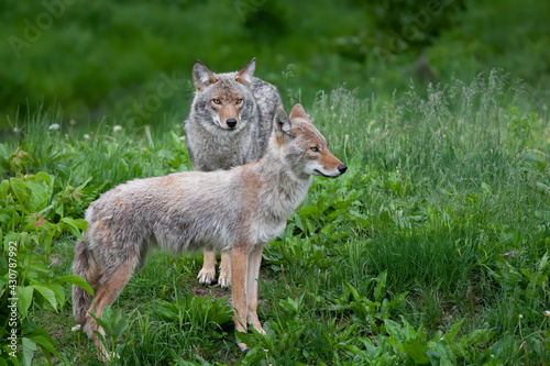 Two coyotes Canis latrans standing in a grassy green field in springtime in Canada