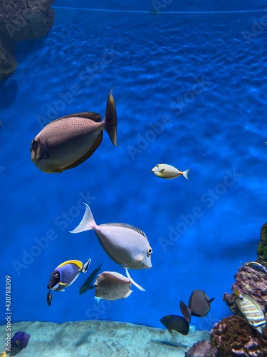 fish swim behind glass in the aquarium
