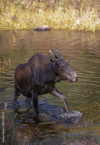 Moose calf  Alces alces  grazing in a small pond in Algonquin Park  Canada in spring