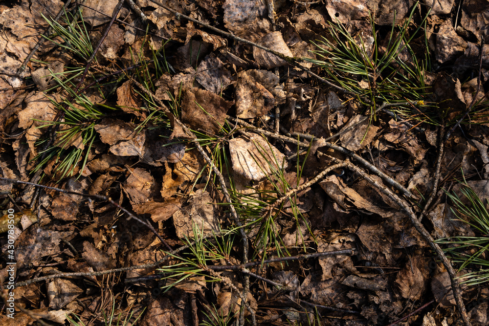 fall leaves close-up in the spring when they have remained brown sun dry fall leaves close-up in the spring when they have remained brown sun dry