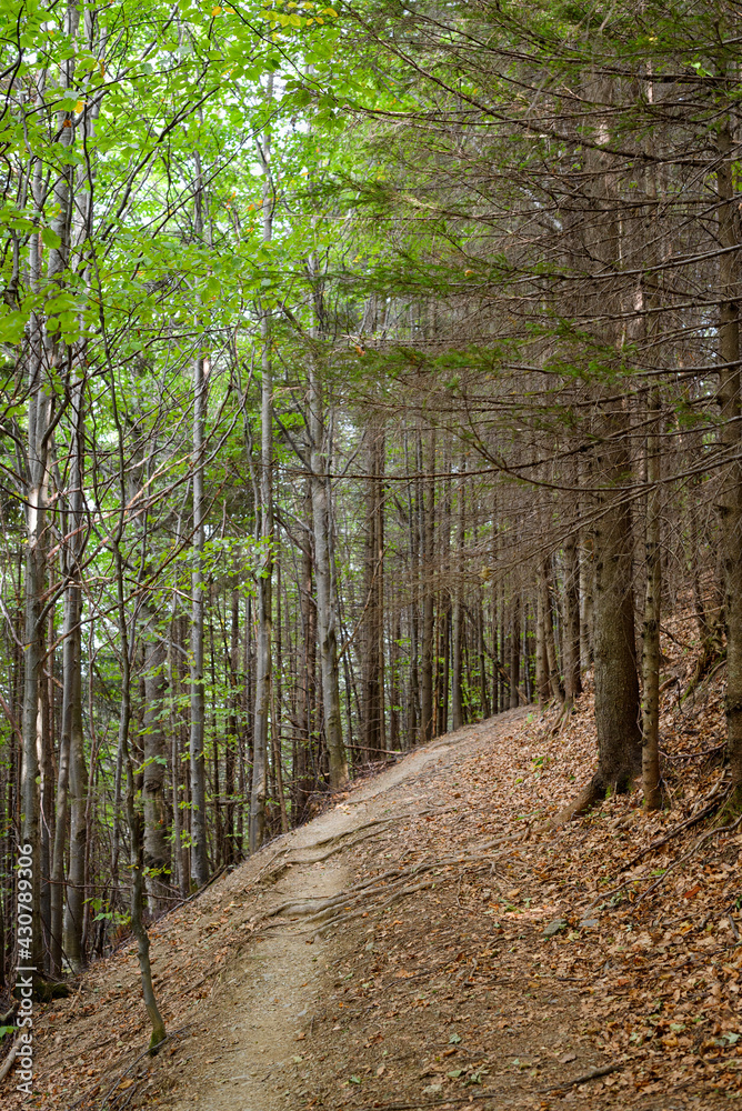 A path in the carpathian mountains forrest with stones and roots A path in the carpathian mountains forrest with stones and roots