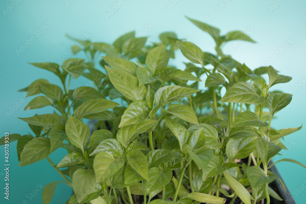 Obraz premium Green sprouts grown grown from seeds at home backlit by the sun on light green background. Organic home gardening, nature care, eco-friendly concept. Vegan and healthy eating concept. 
