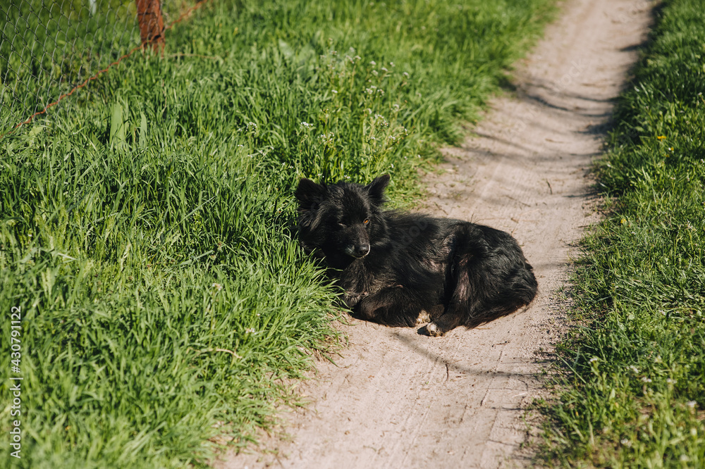 A beautiful black mongrel dog with long hair lies on the green grass in the countryside and is resting. A beautiful black mongrel dog with long hair lies on the green grass in the countryside and is resting.