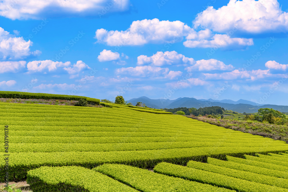 静岡県富士市の美しい茶畑