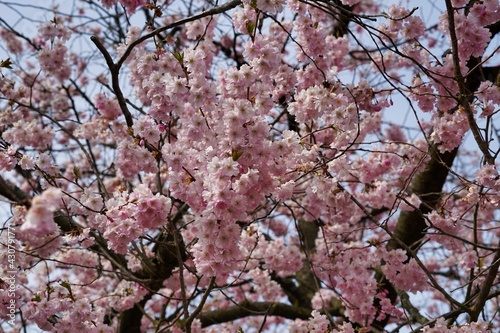 cherry blossoms on tree  twigs and blue sky