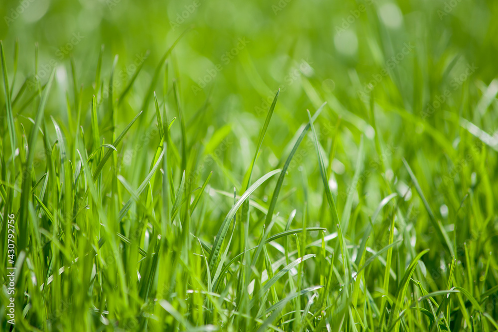 summer grass field with defocused background