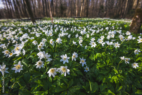 Anemone nemorosa flowers in forest. Spring nature