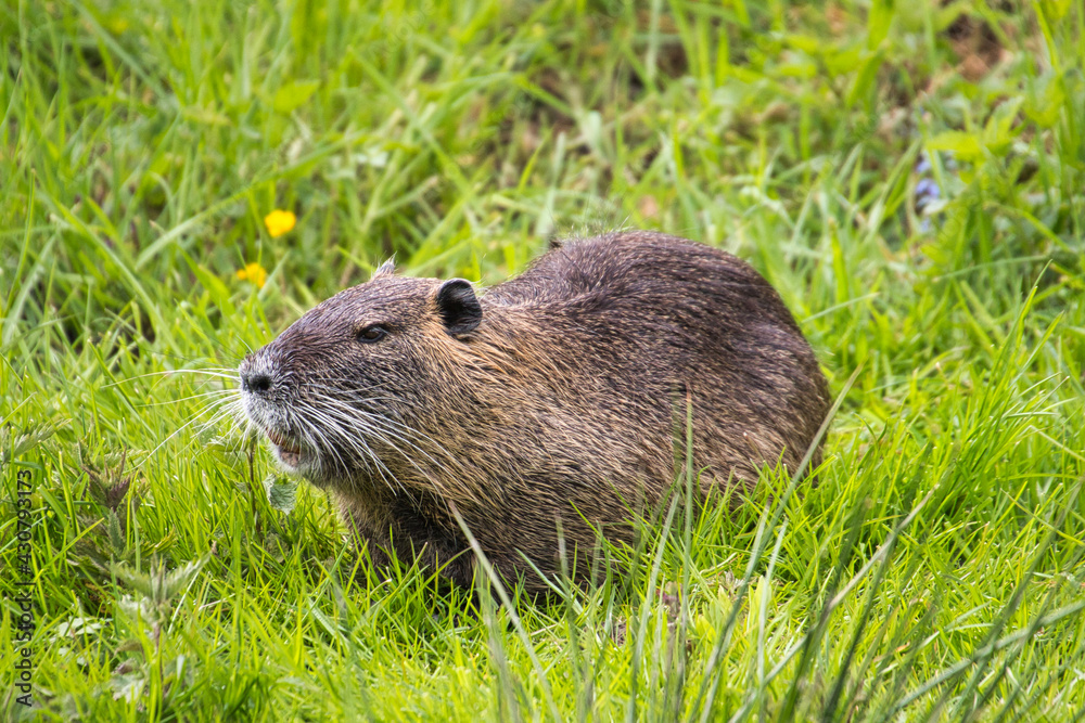 nutria nutria