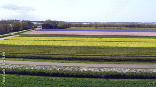 Ascent over vast bulb flower fields