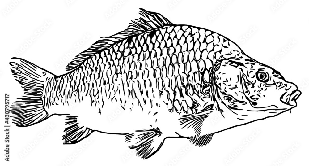 Carp fish illustration outlines black and white Stock Vector | Adobe Stock