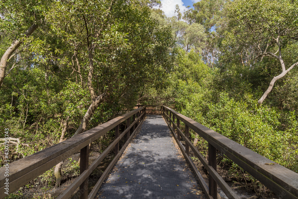Mangrove boardwalk in Wynnum Brisbane Australia Mangrove boardwalk in Wynnum Brisbane Australia