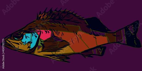 Fish colorful vector illustration