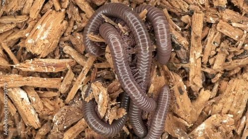 Centipede Telodeinopus aoutii, family Spirostreptidae. Dwells in tropical forests, when protected, it releases a chemical liquid that irritates mucous membranes photo