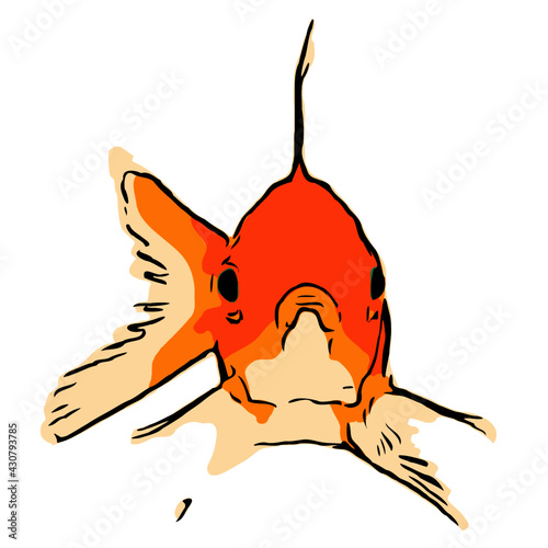 Illustration of a goldfish in front