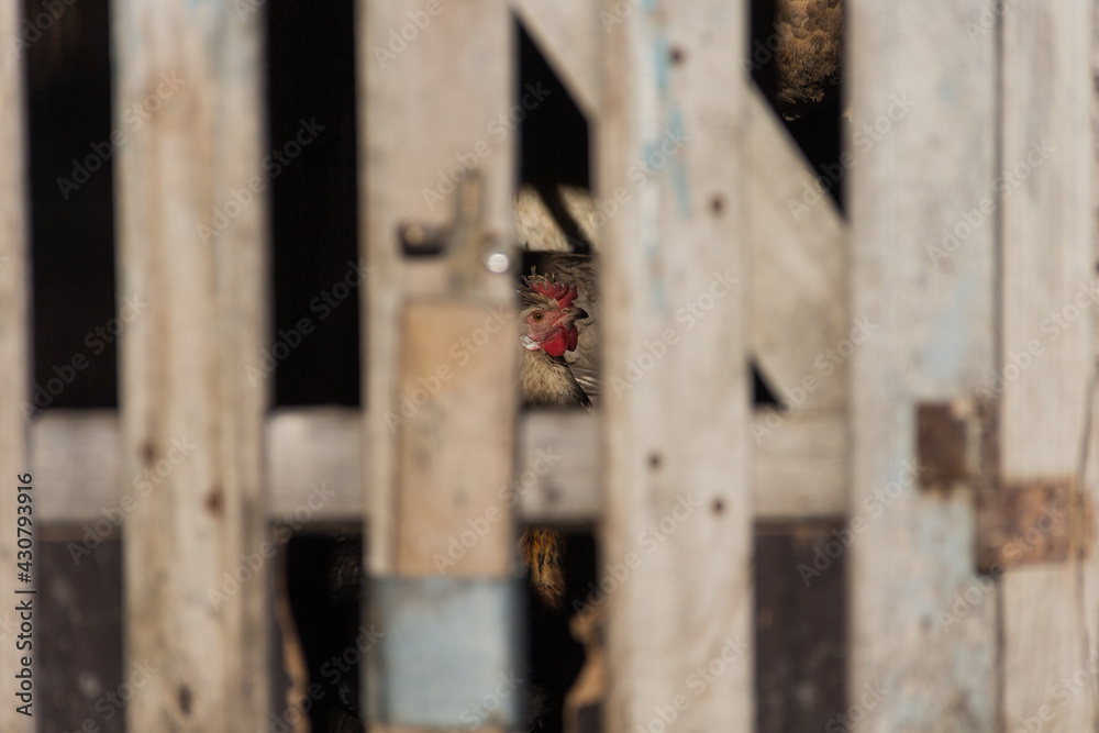 roosters and hen on the farm look through the gap of the fence, poultry, locked, caged roosters and hen on the farm look through the gap of the fence, poultry, locked, caged