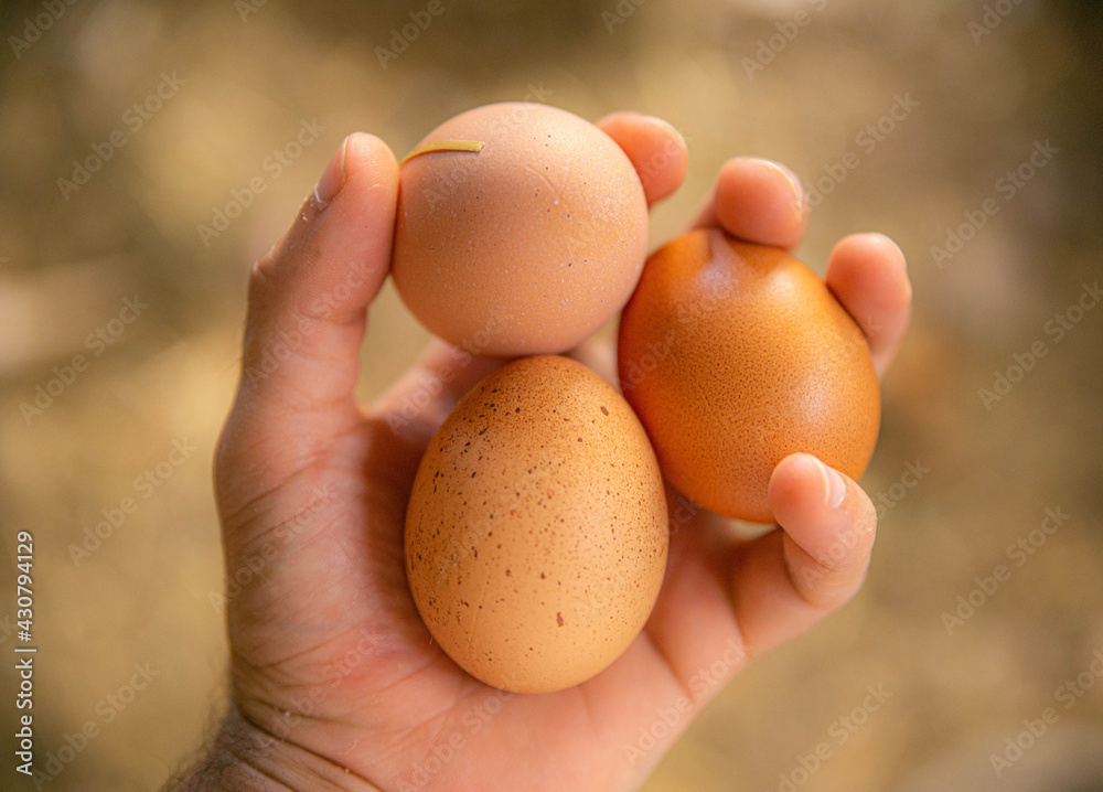 Recogida de huevos de producción ecológica. Recogida de huevos de producción ecológica.
