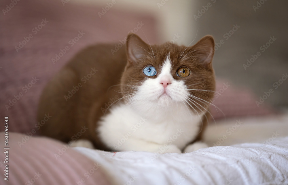 Edwl- Cinnamon white Luxus Kater Odd eyed Katze imposant