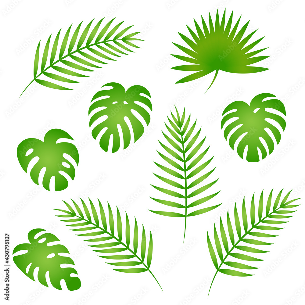 Collection of tropical palm tree leaves. Isolated on white. Vector illustration. 