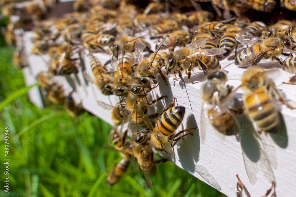 Au trou du vol : abeilles désoeuvrées Au trou du vol : abeilles désoeuvrées